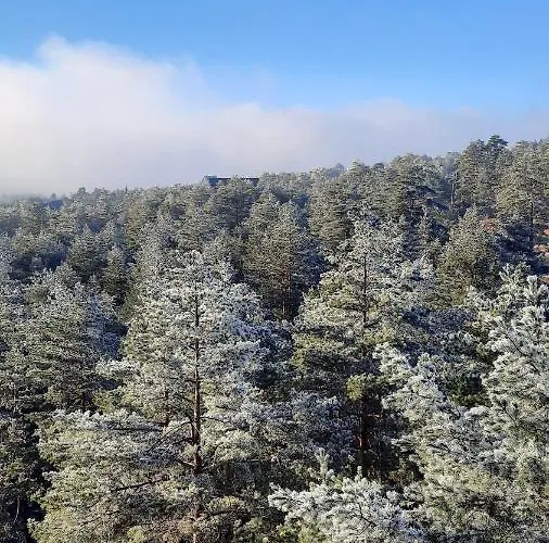 Apartman Sunny Woods *